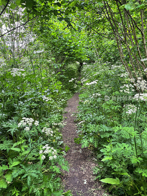 春天林地下生长的白色开花牛欧芹(Anthriscus sylvestris)的乡村步道，重点放在前景